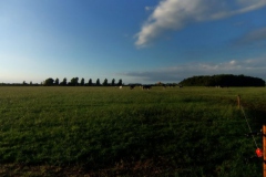 Landschap Grijpskerke